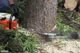 Best Leaf Removal  in Roscoe, IL