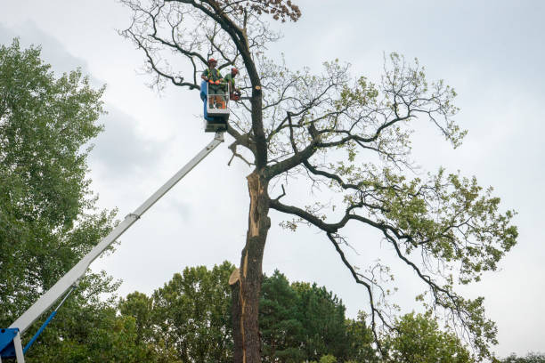 Professional Tree Care in Roscoe, IL