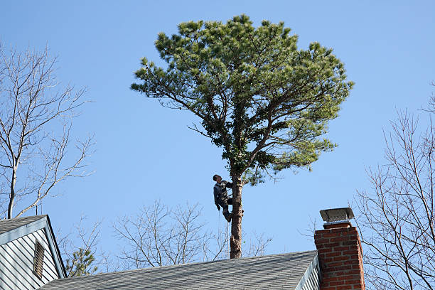 Leaf Removal in Roscoe, IL